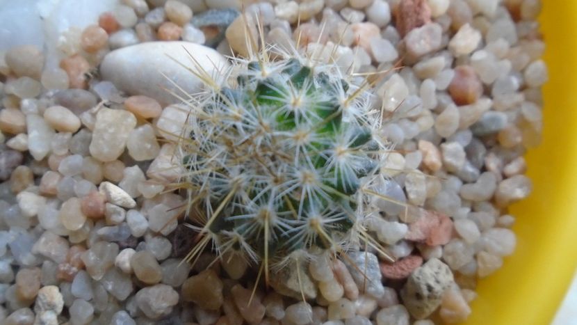 Echinopsis sp. - Cactusi 2020 - catalogare 2
