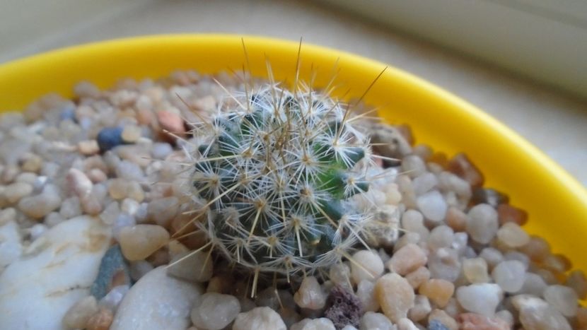 Echinopsis sp. - Cactusi 2020 - catalogare 2