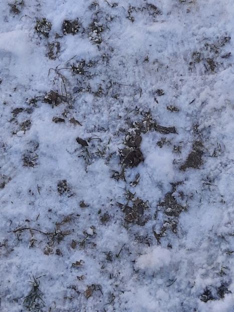  - Zăpadă ianuarie 2020
