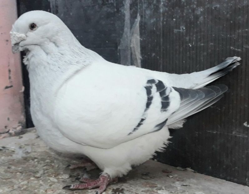 Arthur 2015 Vandut - VOIAJOR ROMANESC DE FRUMUSETE MASCULI