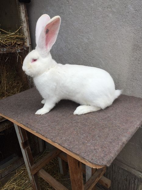 3F6835E5-2D9B-4CFC-9C1D-029322320625 - RO 8-4910