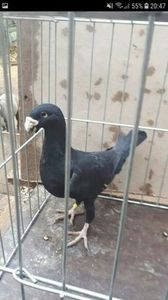 temp3 - Voiajori germani