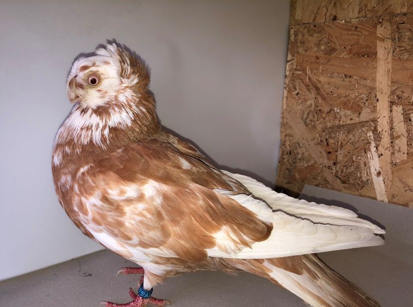 4462  femelă  2018 - Plecați ALBUM 4