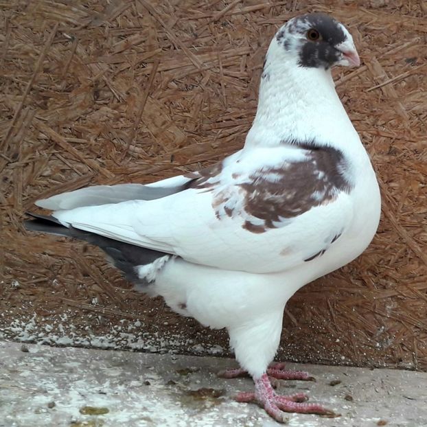 Masc 2019 - Porumbei vanduti