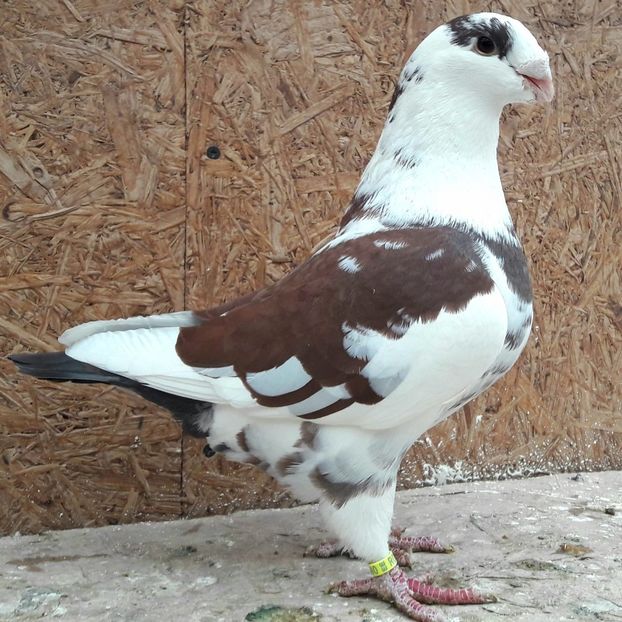 Masc 2017 - Porumbei vanduti