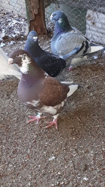 Masc 2019 - Porumbei vanduti