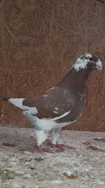 Fem 2017 - Perechi AGH 2020