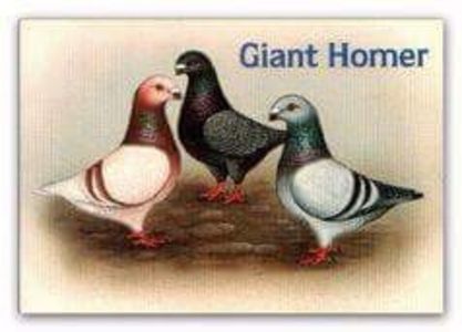 Per 6 - Perechi AGH 2020