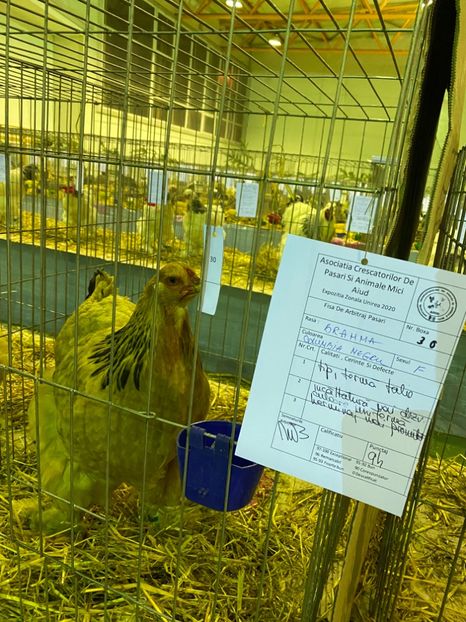 3C266DC7-9C97-47B7-A2C7-CF6C748B570E - Brahma Columbia Negru