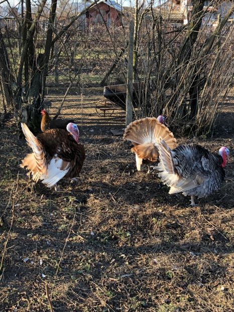 B4EFC124-F082-419E-8474-0F905B289304 - Curcani