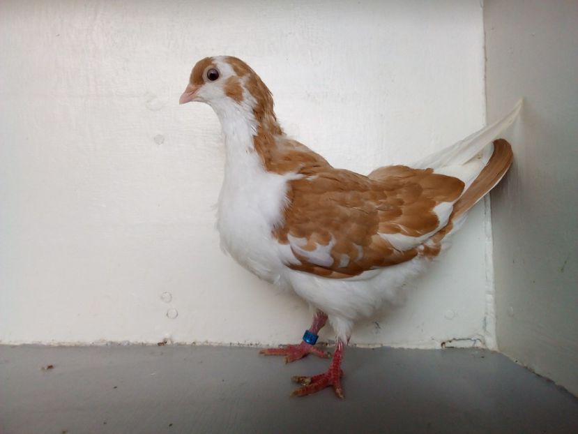  - PORUMBEI CARE MI AU APARTINUT