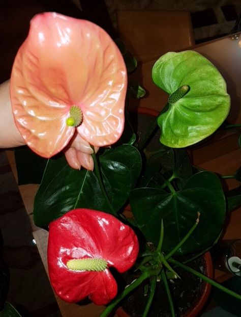  - ANTHURIUM