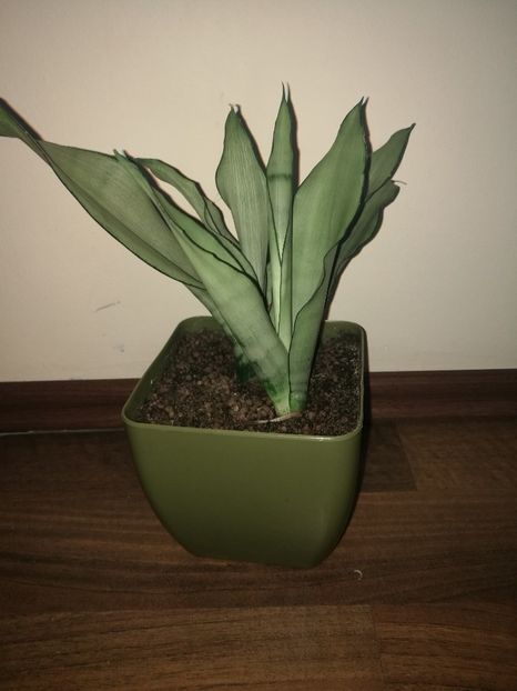 Sansevieria moonshine - Sansevieria
