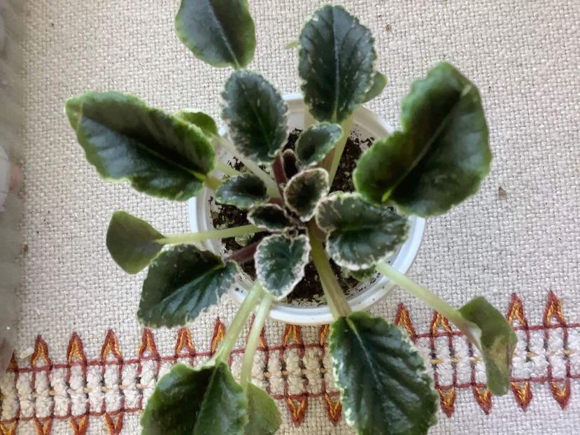  - Snuggles Little Dreamer