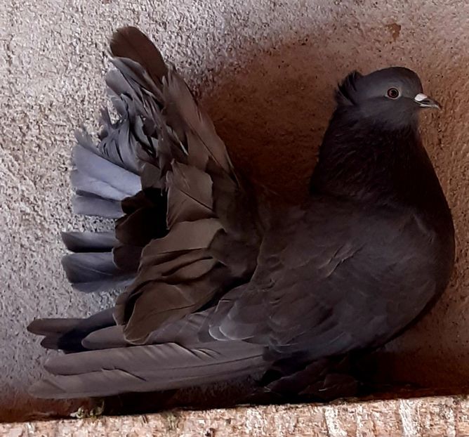  - Voltati indieni matca 2020