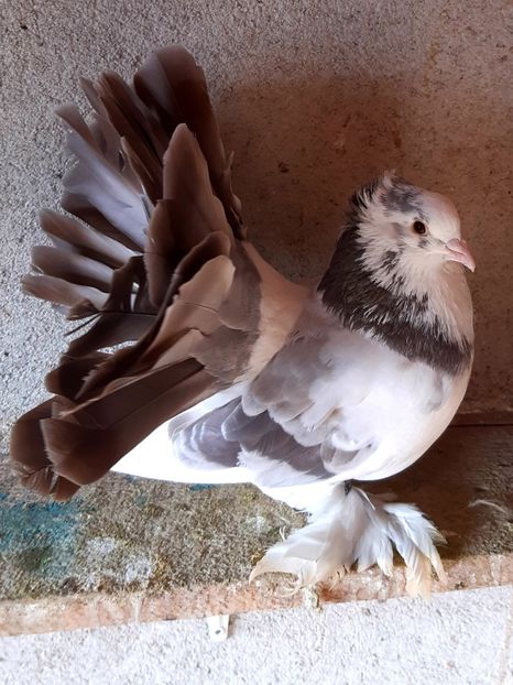  - Voltati indieni matca 2020