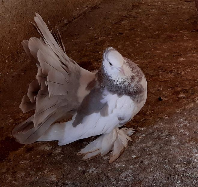  - Voltati indieni matca 2020