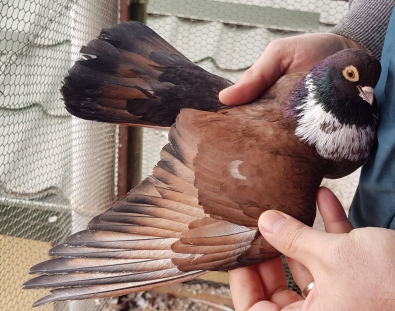  - Orbețeni ianuarie 2020