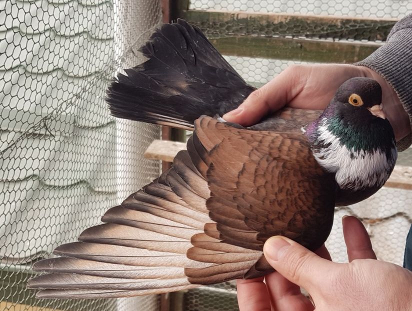  - Orbețeni ianuarie 2020