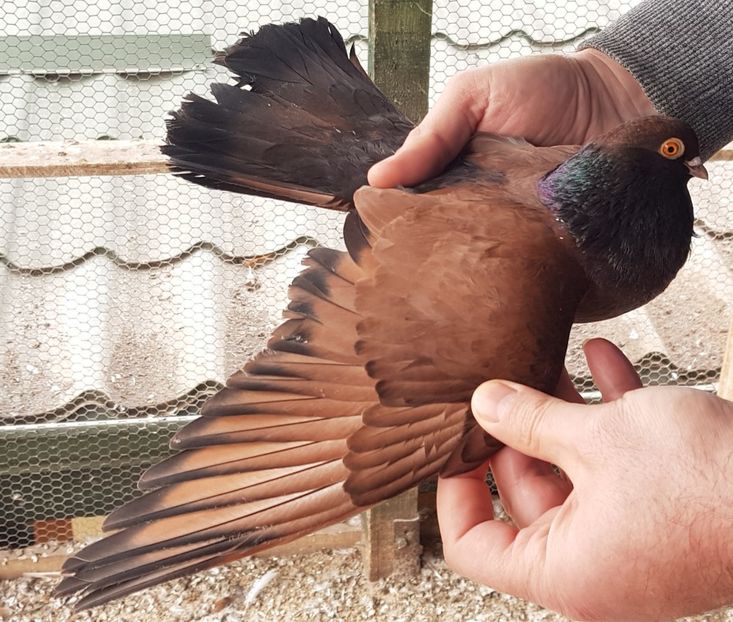  - Orbețeni ianuarie 2020