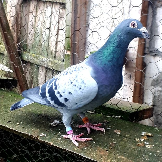 Eijerkamp! - Porumbei vanduti