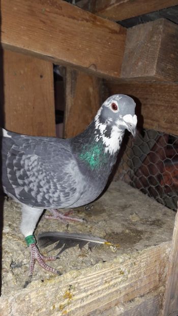  - De vanzare 2020 voiajori straini