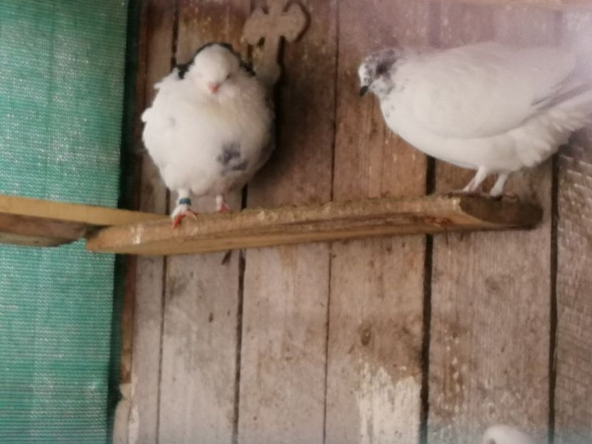  - Voliera de la țară!