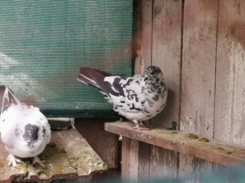  - Voliera de la țară!