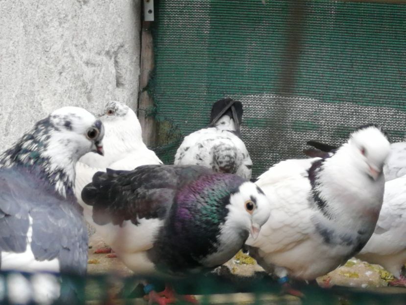  - Voliera de la țară!