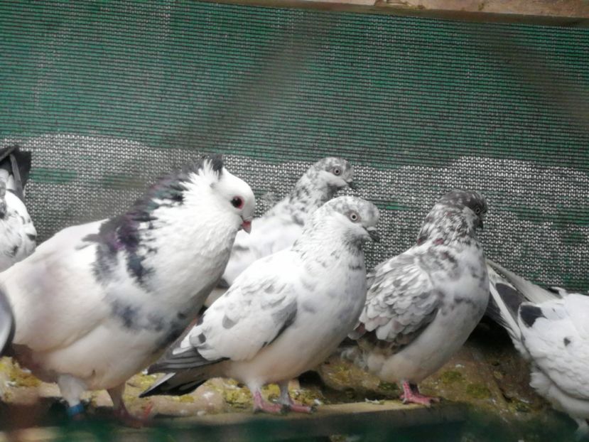  - Voliera de la țară!