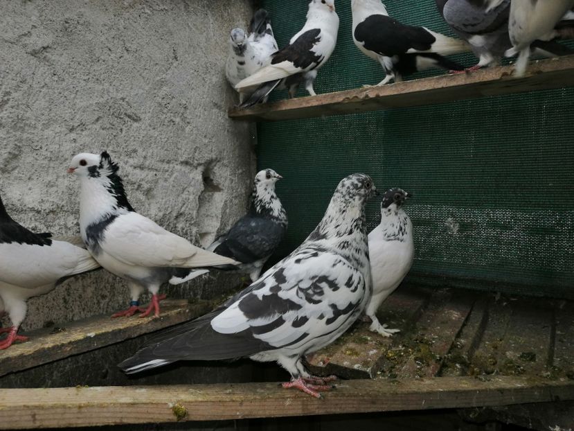  - Voliera de la țară!