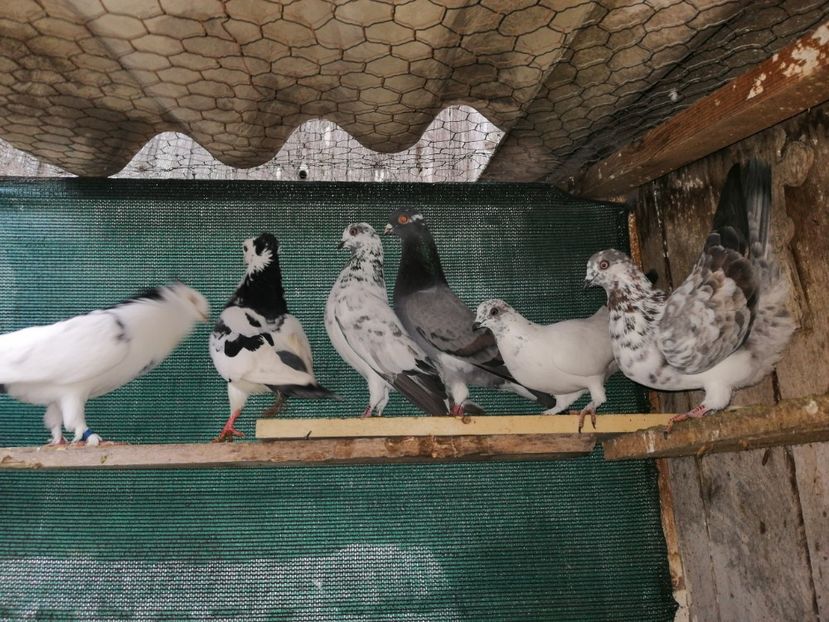  - Voliera de la țară!