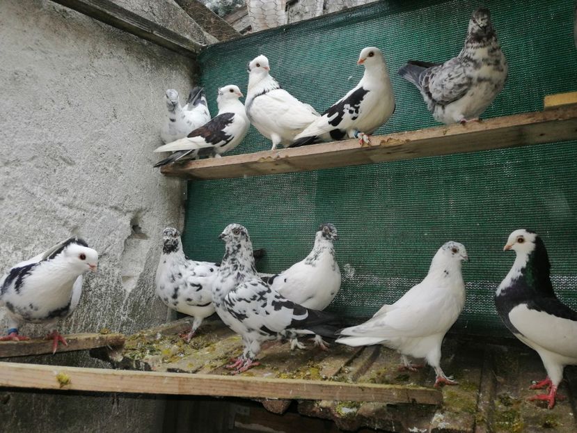  - Voliera de la țară!