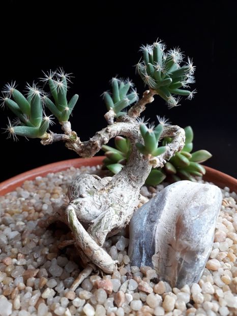 Trichodiadema densum - Caudiciforme - pachycaule si bulboase 2020