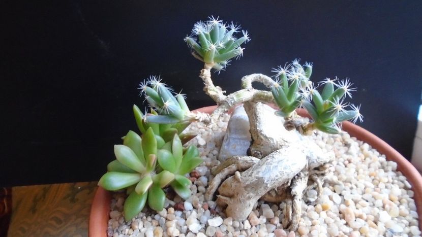 Trichodiadema densum - Caudiciforme - pachycaule si bulboase 2020