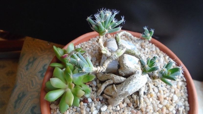 Trichodiadema densum - Caudiciforme - pachycaule si bulboase 2020