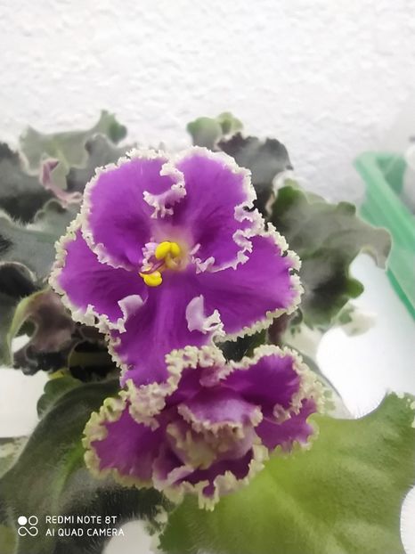 18 ianuarie 2020 - LE Flamenko