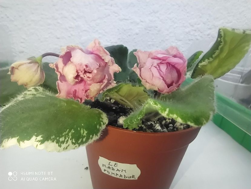 18 ianuarie 2020 - LE Madam Pompadur