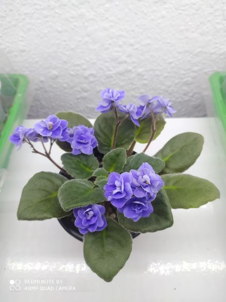 18 ianuarie 2020 - ZZZ___Humako Lila Wave