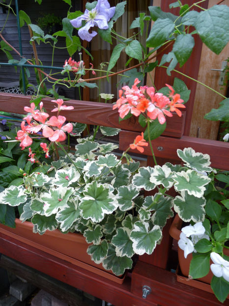  - Muscate - Pelargonium