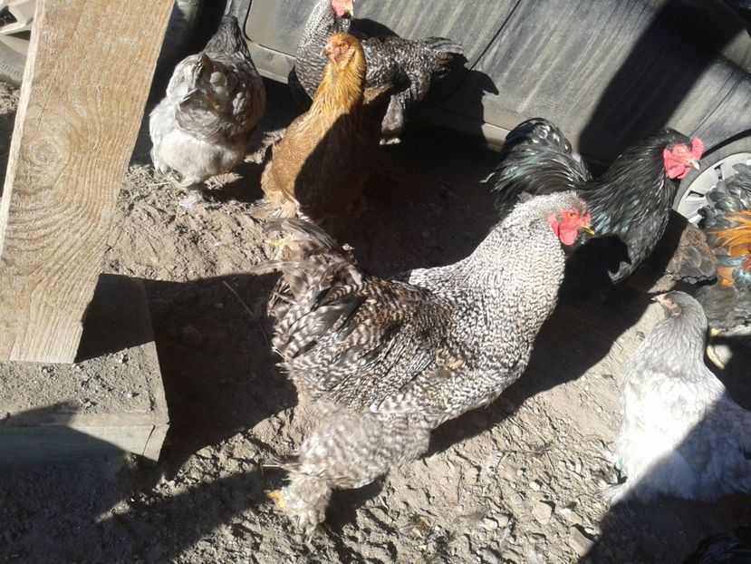 Fénykép0345 - BRAHMA BARAT