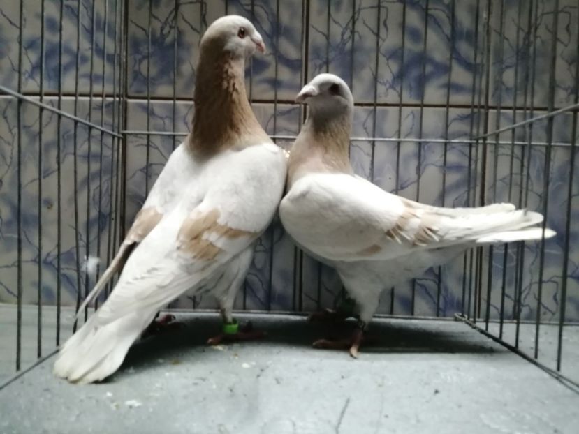 Perechea.. 3 - DOICI - HUBBEL - TEXAN- VOIAJORI STIL VECHI și VOIAJOR DE FRUMUSETE