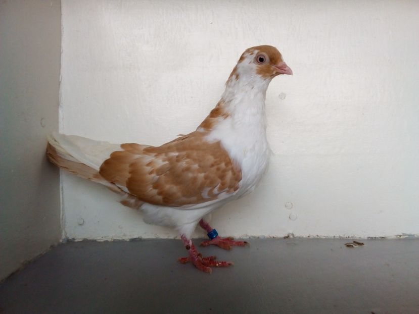  - PORUMBEI CARE MI AU APARTINUT