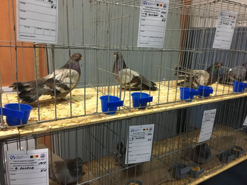 34C141F1-3E1D-4AD2-8F36-FC0C349F1053 - Plumburii