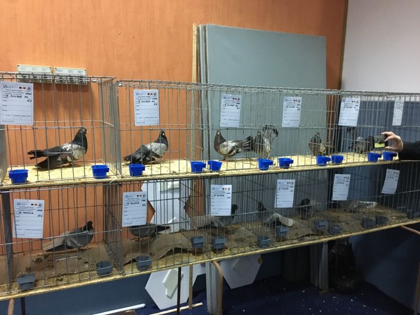 7C6661EC-8C6A-4B96-B233-4A8FCD94AA91 - Plumburii