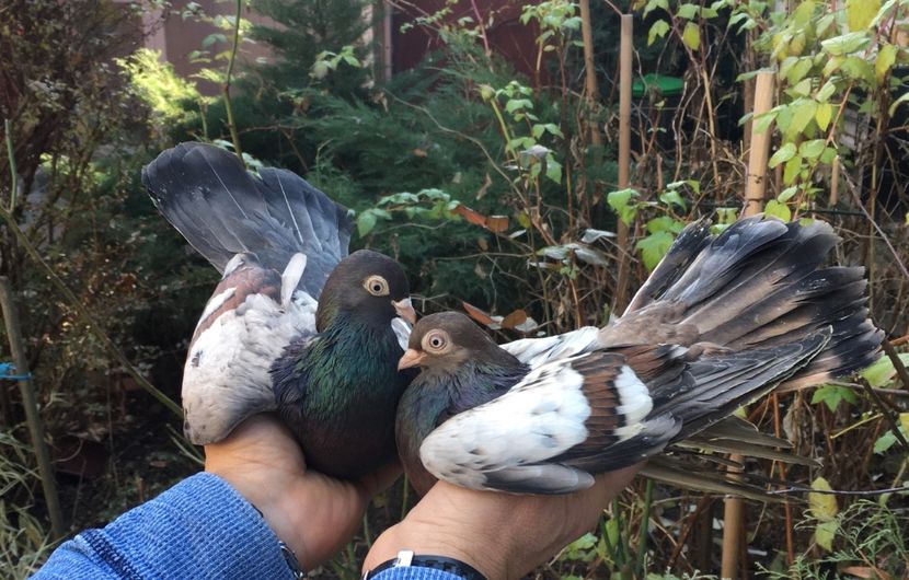 854FD4D1-2883-4838-94FB-9136AF7849BD - Plumburii