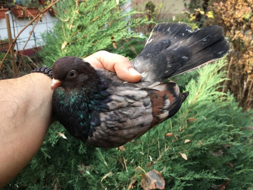 5CF73CAB-CC2D-429D-8A66-4285F5CB6C98 - Plumburii