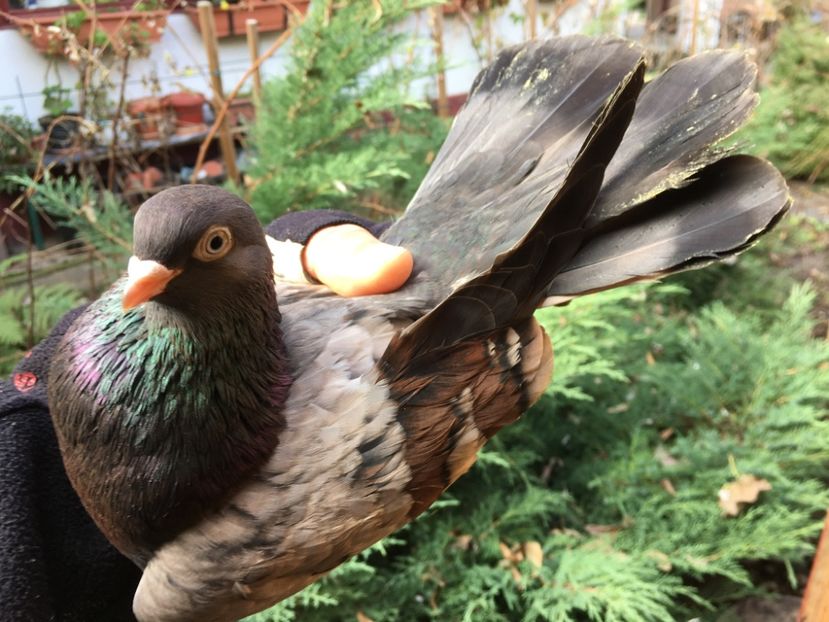 CB127207-8280-4DF2-AB4D-D6D898A20620 - Plumburii