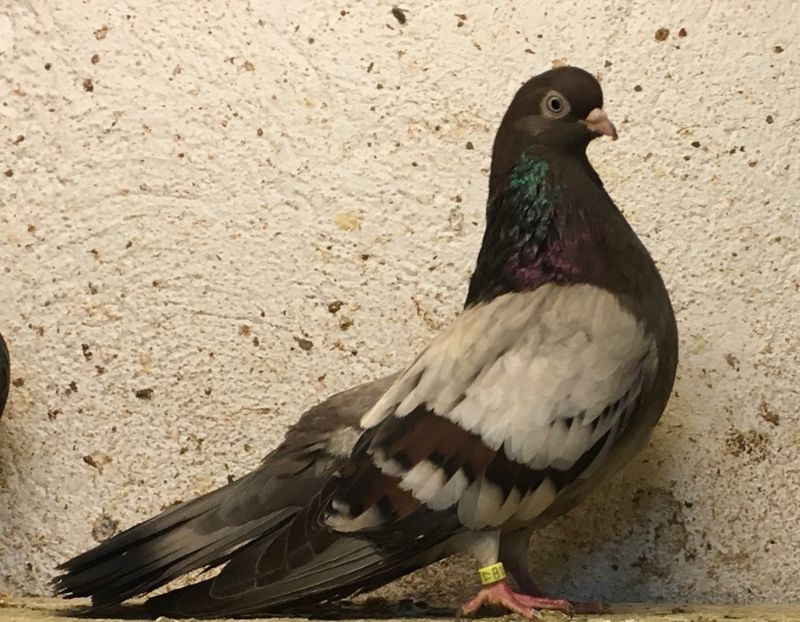 3F1413A0-43C1-4406-8B24-DFA7F63F4211 - Plumburii