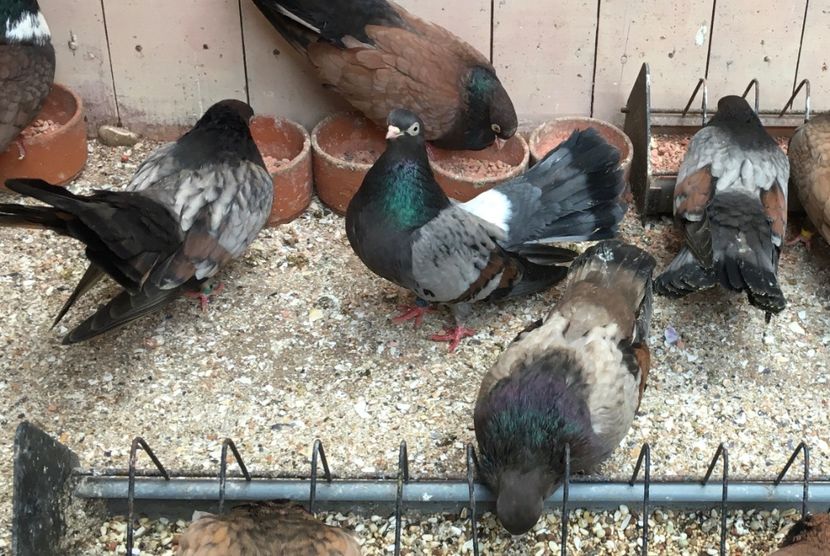 85FA9AAF-1AF3-4122-8648-94F4A5DE45FD - Plumburii